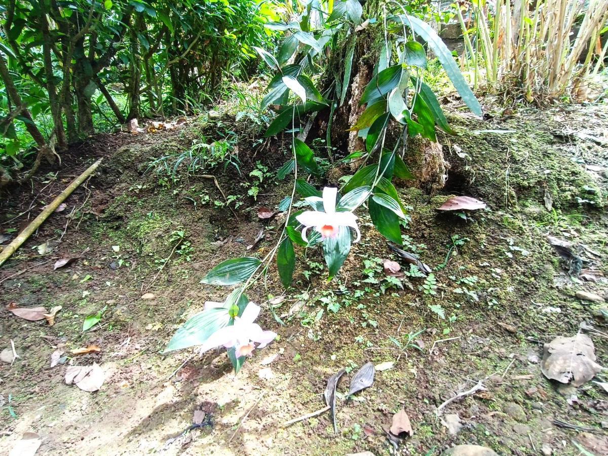 Cabana Vista Rio Celeste エクステリア 写真